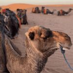 TOUR PRIVATO NEL DESERTO DI LUSSO DI 5 GIORNI DA TANGERI A MARRAKECH