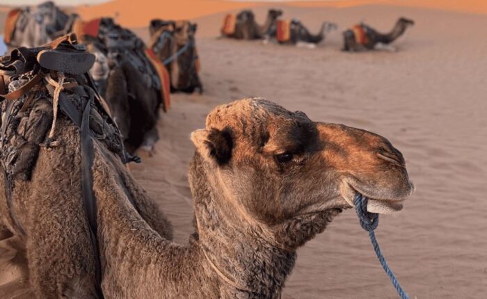 TOUR PRIVATO NEL DESERTO DI LUSSO DI 5 GIORNI DA TANGERI A MARRAKECH