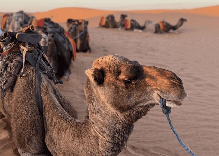 TOUR PRIVATO NEL DESERTO DI LUSSO DI 5 GIORNI DA TANGERI A MARRAKECH