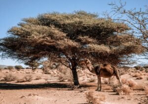 Tour Marocco 7 giorni da Marrakech con sahara Fes Chefchaouen e Rabat