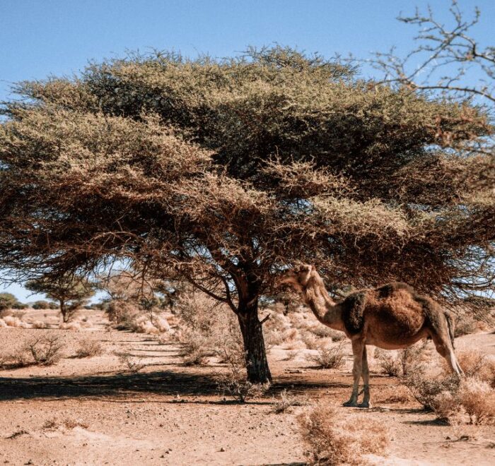 Tour Marocco 7 giorni da Marrakech con sahara Fes Chefchaouen e Rabat