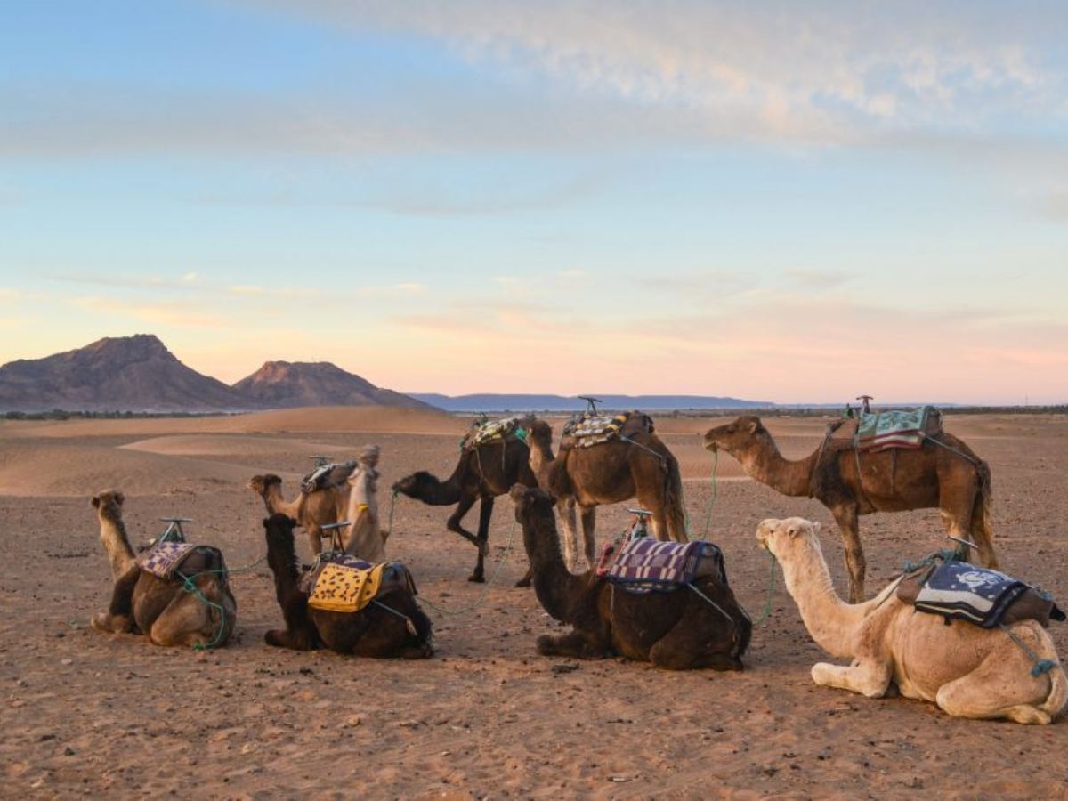 tour sahara 5 giorni 2 Tour Sahara 5 giorni con traversata delle dune in 4x4 e notte beduina con vista panoramica sul deserto marocchino